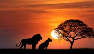 Lion and lioness during sunset