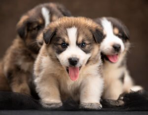 Puppies